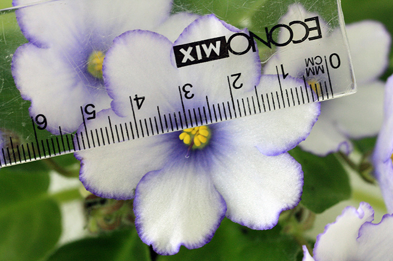 IMG_2530 мал.jpg