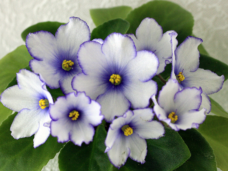 IMG_2506 мал.jpg