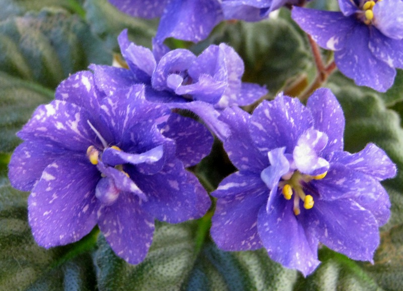 Н-Милый Друг.JPG