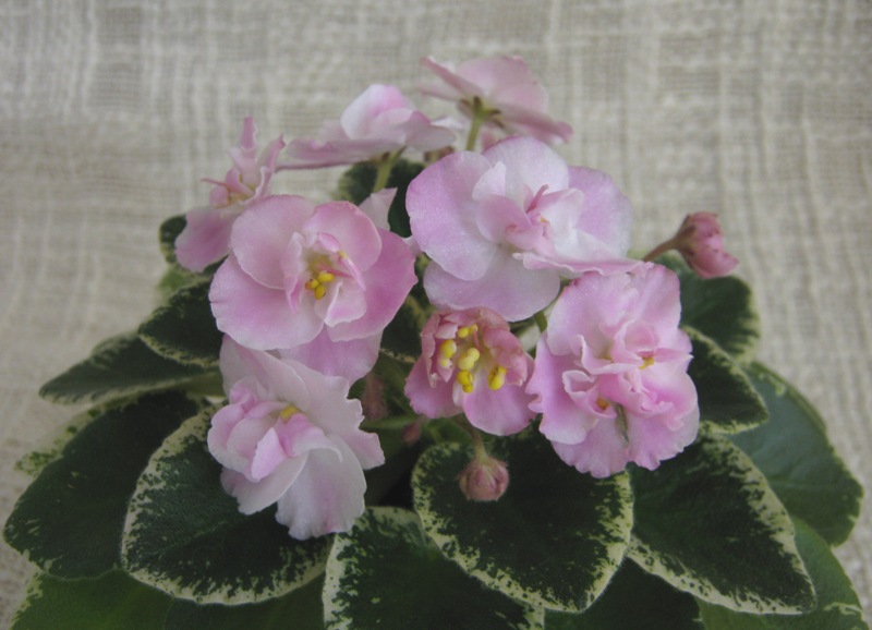 Н-Аврора....JPG