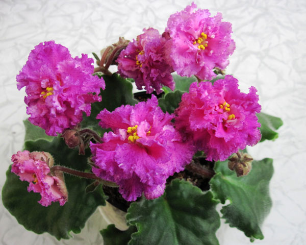 ЛЕ-Мария-Мира.jpg