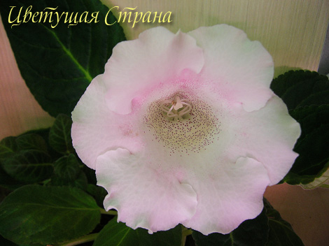 Цвет-Розовый-Слон__.jpg