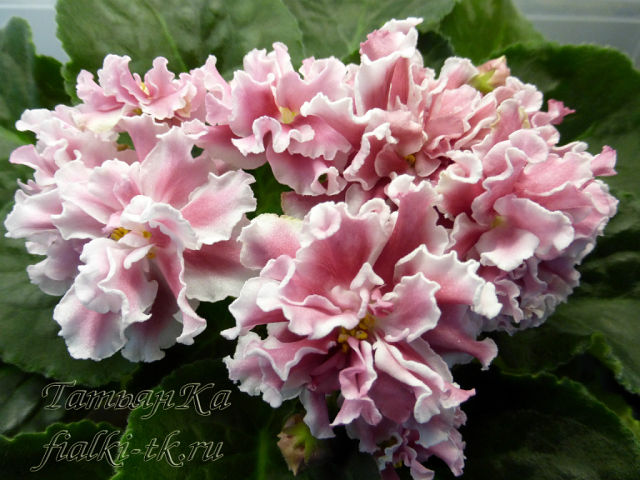 image (41).jpg