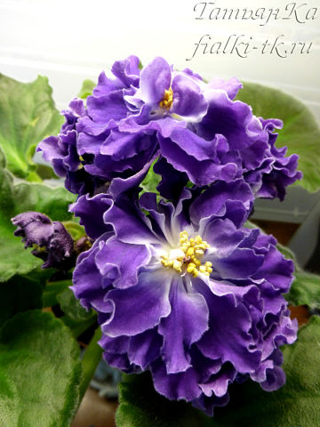 image (42).jpg