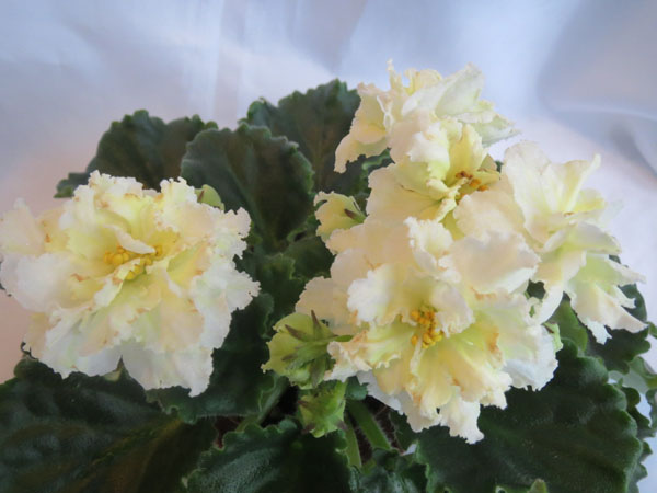 ЛЕ-Золотой Лев.jpg