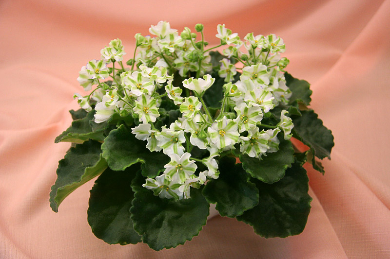 Shimai (спорт от Yukako)