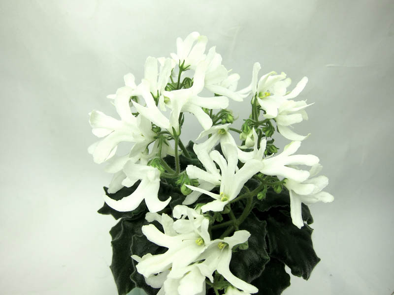 Lunar Lily White.jpg