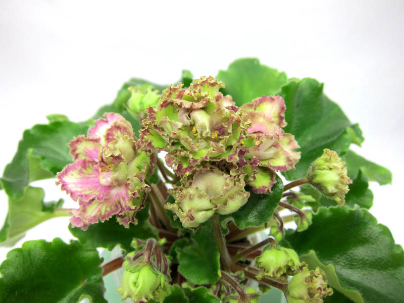Allegro Pink Pistachio.jpg