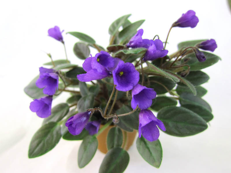 Vallarta Campanas Moradas.JPG