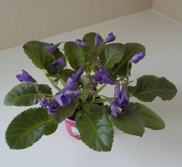 Senk's-Big-Bells.jpg