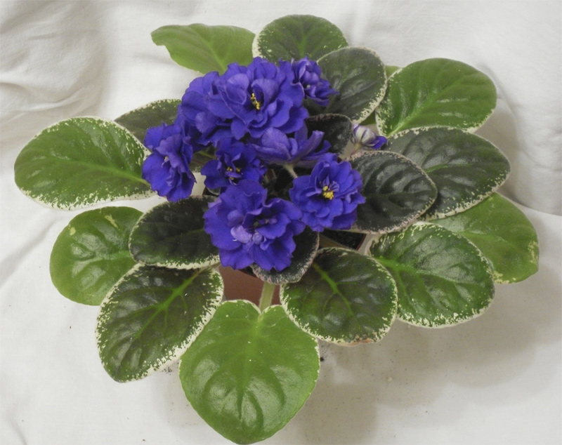 Ma's Blue Turtle