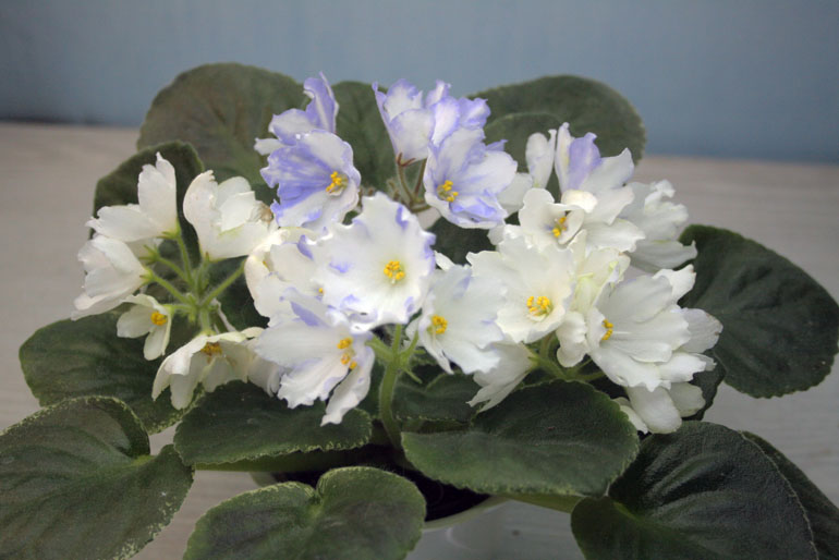 ЛЕ-Предвестник Весны