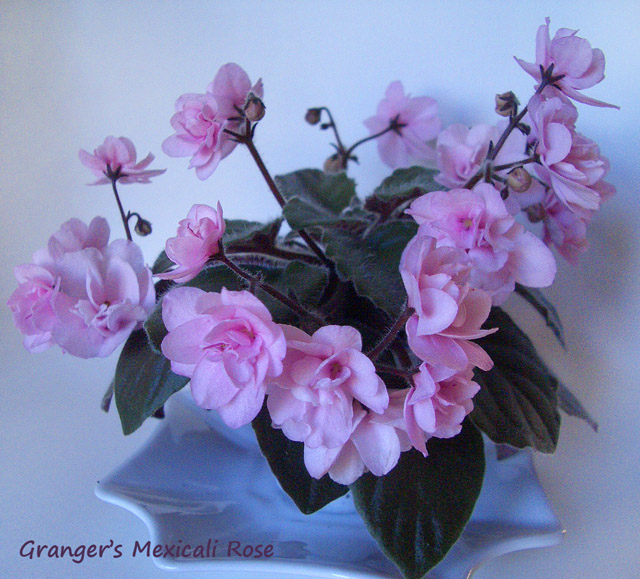 Granger's Mexicali Rose.JPG