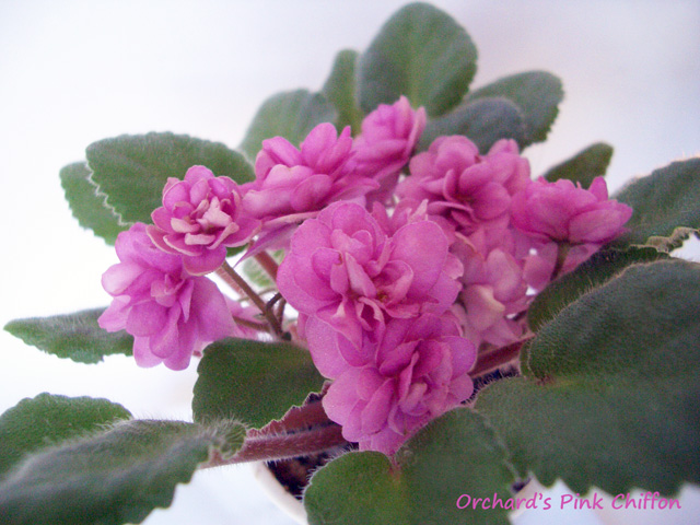 Orchard's Pink Chiffon.JPG