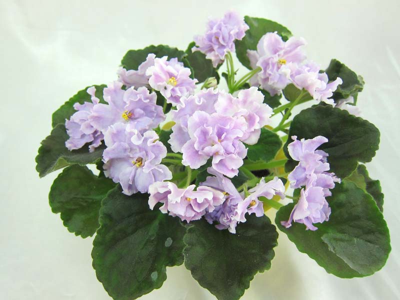 Hawaiian Cloud (P.Sorano/LLG). Колл.И.Трофимова