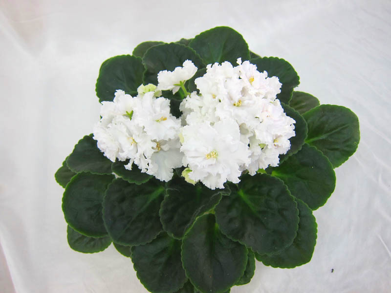 ЛЕ-Лунная Соната (Е.Лебецкая). Колл.М.Тюрина