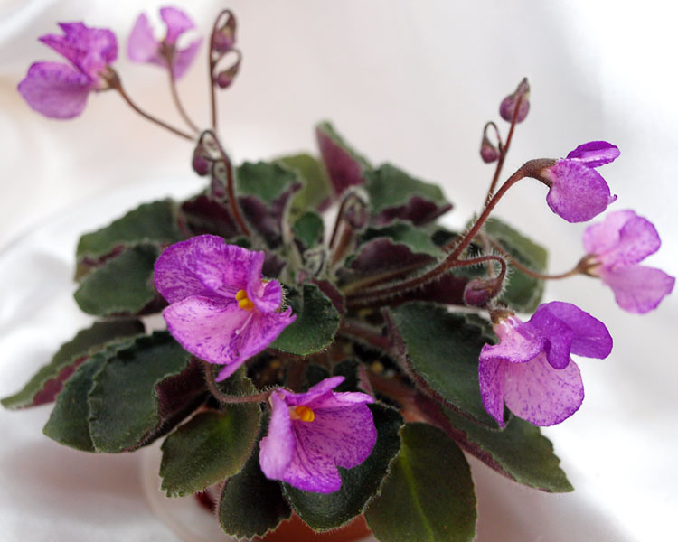 Imp's Spotted Infection (J.Jackson). Колл.Н.Старостенко