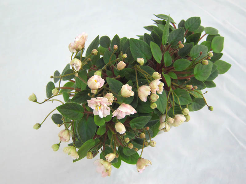 Pink Mint (S.Sorano). Колл.Н.Старостенко
