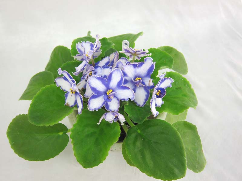 Blue Haven (P.Sorano/LLG). Колл.Калгины
