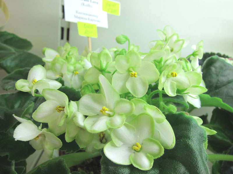 Карпова Emerald Love.JPG