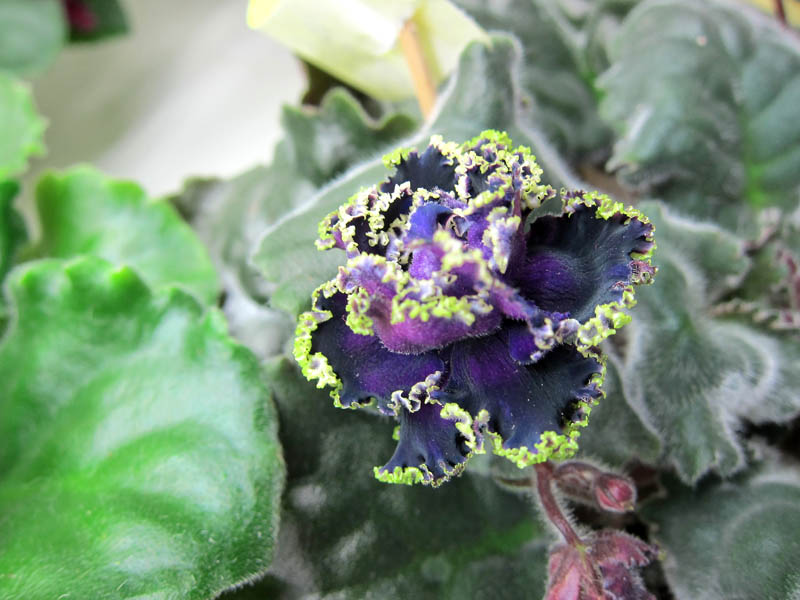 Карпрова Purple Passion.JPG
