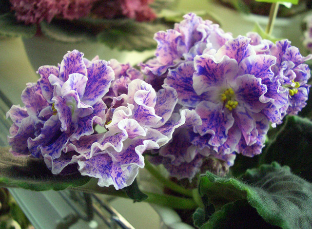 ЛЕ-Розмари.JPG