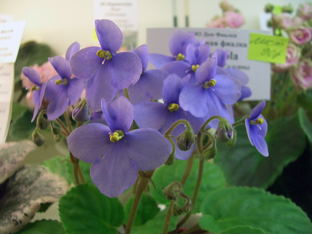 S.rupicola.JPG