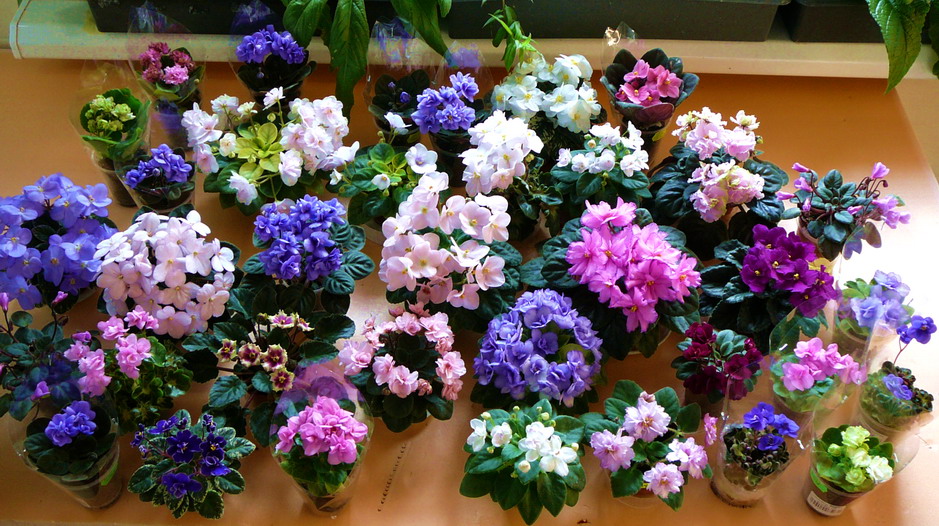 полянка мини.jpg