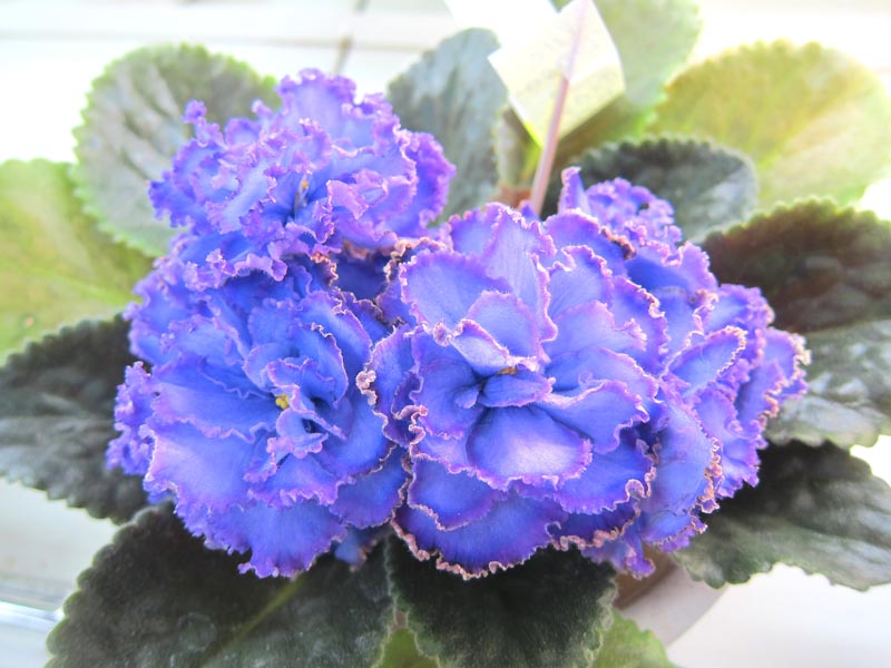 Данилина Blue Dragon.JPG