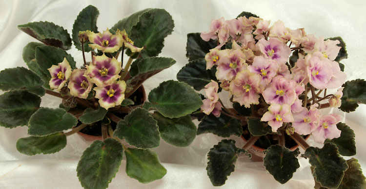 Allegro Watermelon Ruffles_.jpg