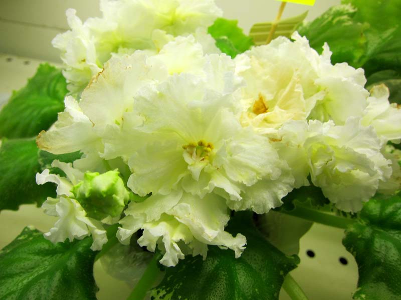 Галицкая ЛЕ-Блонди.JPG