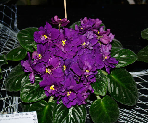 01_4047646.jpg