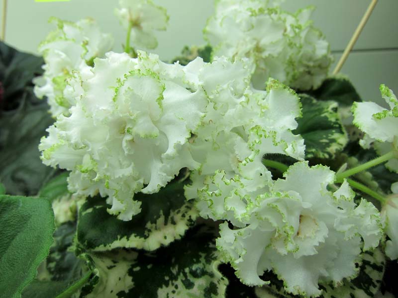 Лебецкая Ян-Каприз.JPG