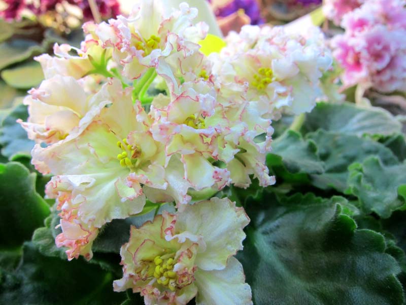 Тюрина Sunkissed Rose.JPG