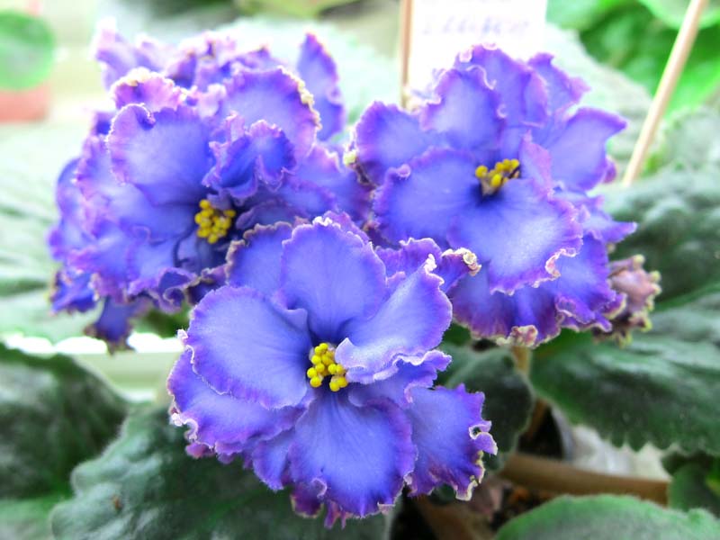 Фёдорова Blue Dragon.JPG
