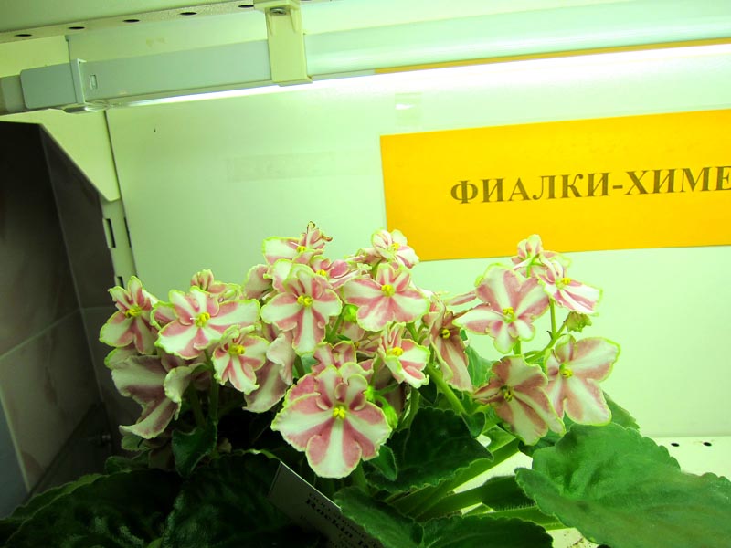 Калгины Rockin' Romance-химера.JPG