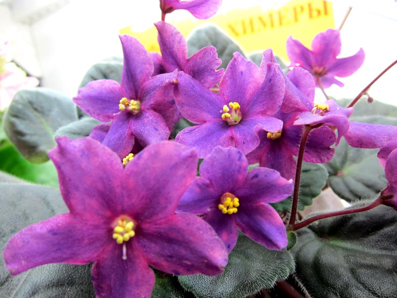 Калгины Ma's Fleur de Lis-химера.JPG