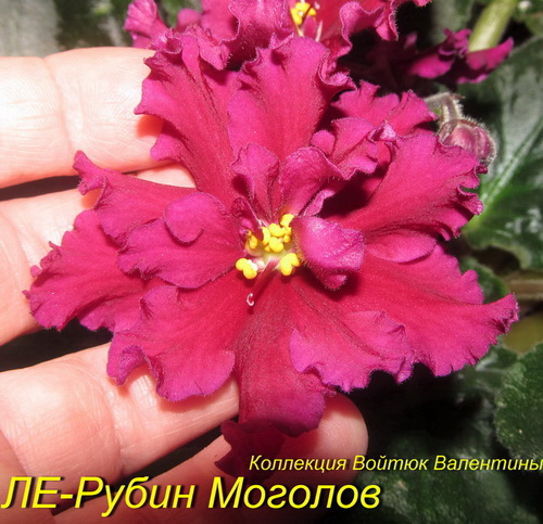 LE-Rubin Mogolov 13.jpg