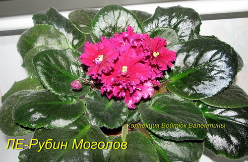 ЛЕ-Рубин Моголов11.jpg