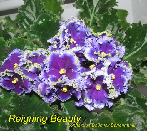 Reigning Beauty21.jpg