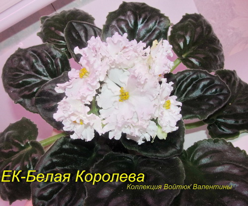 ЕК-Белая Королева1.jpg