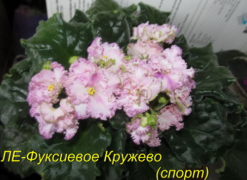 ЛЕ-Фуксиевое Кружево(спорт).1jpg.jpg