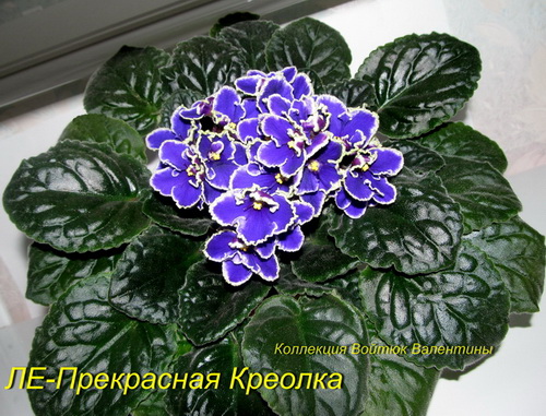 ЛЕ-Прекрасная Креолка21.jpg