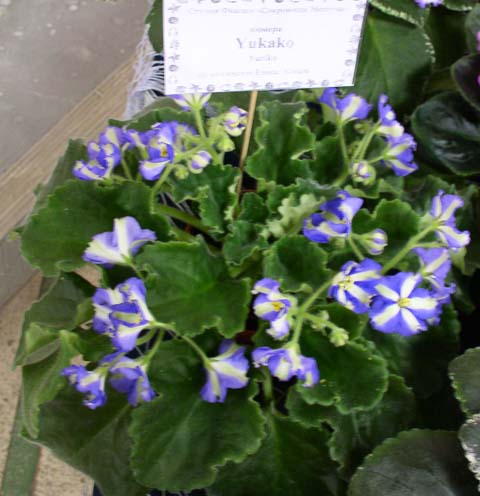 P1010012.jpg
