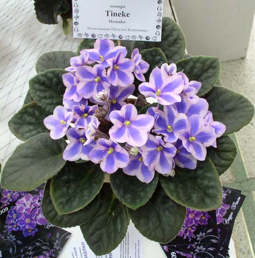 Tineke Кононенко.jpg