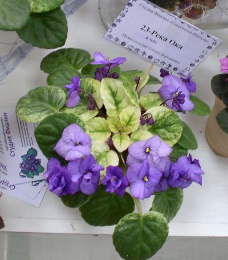 P1010044.jpg