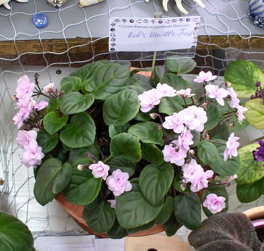 P1010042.jpg