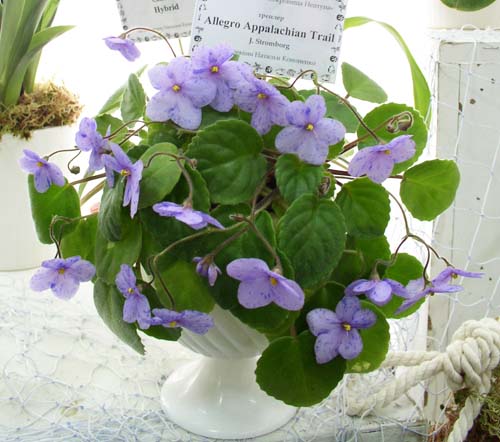 P1010054.jpg