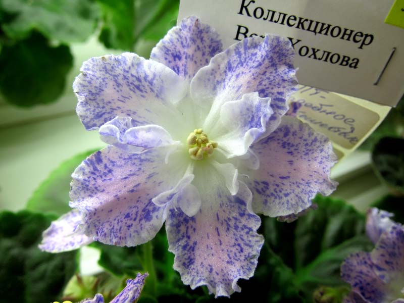 Хохлова ПТ-Свадебное Путешествие.JPG