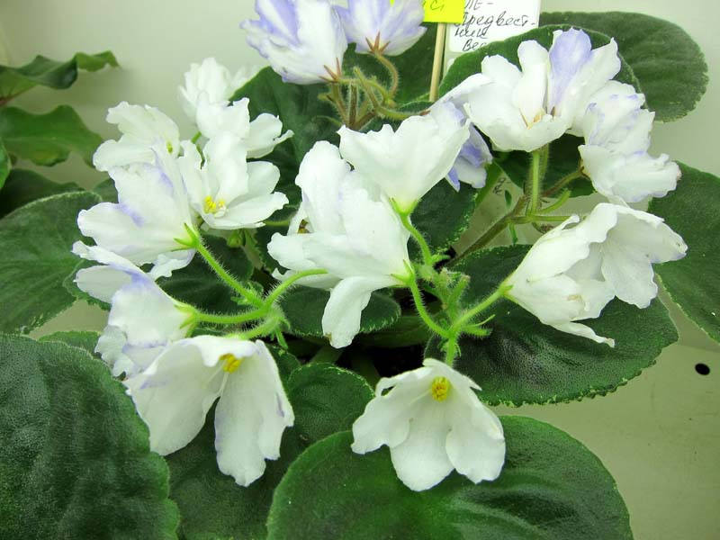 Кузина ЛЕ-Предвестник Весны.JPG